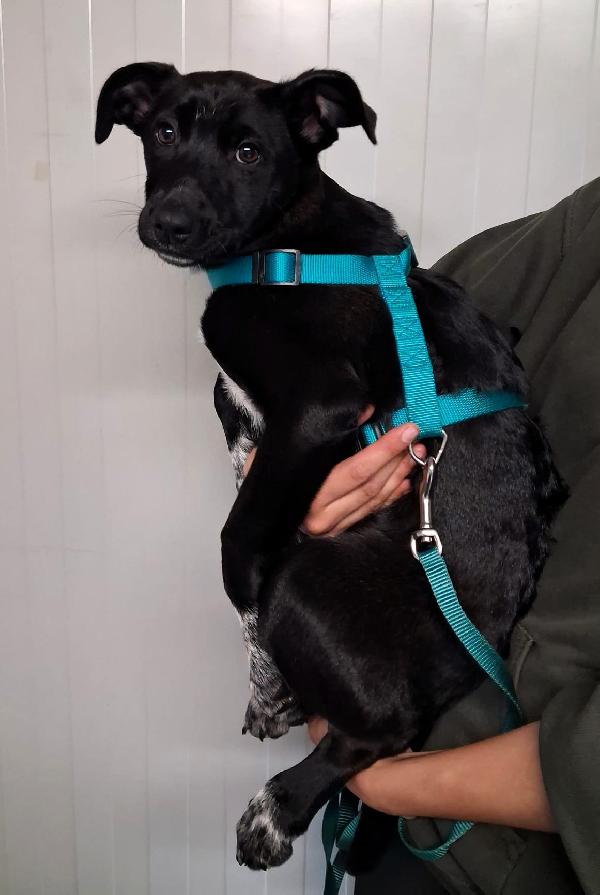 ELETTRA CUCCIOLA Foto 2